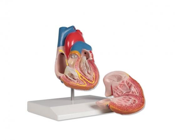 Model serca z systemem przewodzenia, 2 części, Nr ref: MA01081 Informacja o produkcie: Model serca z systemem przewodzenia, 2 części, (G207EZ) Naturalnej wielkości model serca człowieka z możliwością