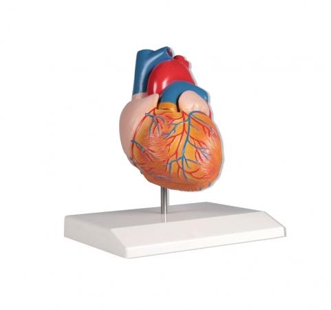 Model serca, 2 części, naturalny rozmiar Nr ref: MA00784 Informacja o produkcie: Model serca, 2-częściowy Naturalnej wielkości model serca człowieka z możliwością