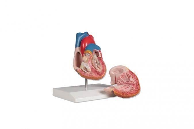 Model prezentuje wszystkie najważniejsze elementy budowy serca: komory, przedsionki, aortę, zastawkę dwudzielną, tętnice płucną, zastawkę trójdzielną.