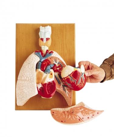 Model układu krążeniowo-oddechowego Nr ref: MA00663 Informacja o produkcie: Model układu krążeniowo-płucnego, naturalnej wielkości Ten naturalnej wielkości model anatomiczny przedstawia płuca, serce,