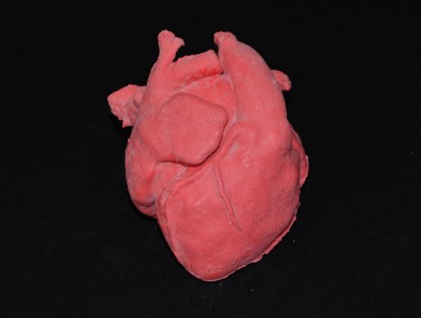 Symulator przedstawia: przedsionki (prawy i lewy) komory serca (prawą i lewą) tętnice wieńcowe żyły wieńcowe aortę żyłę główną górną żyłę