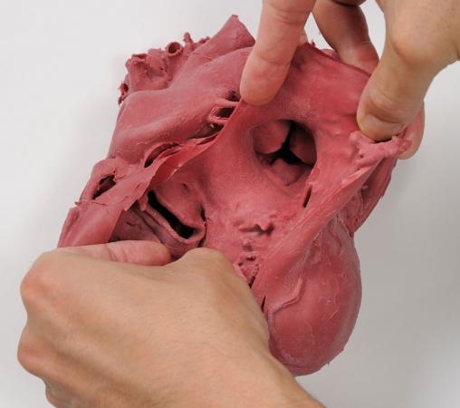 Dla ułatwienia nauki istnieje możliwość korzystania ze skalpela w celu otwarcia poszczególnych obszarów serca.