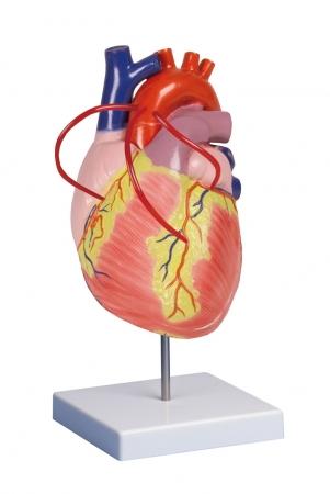 Serce z Bypassami, 2x - powiększony, 2 części Nr ref: MA00931 Informacja o produkcie: Model anatomiczny serca z bypassami, 2-krtonie powiekszony, 2 części Model serca dorosłego człowieka