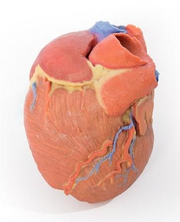All four chambers (atria and ventricles) are preserved, with the pericardial reflections on the left atrium demarcating the position of the transverse and oblique pericardial sinuses.