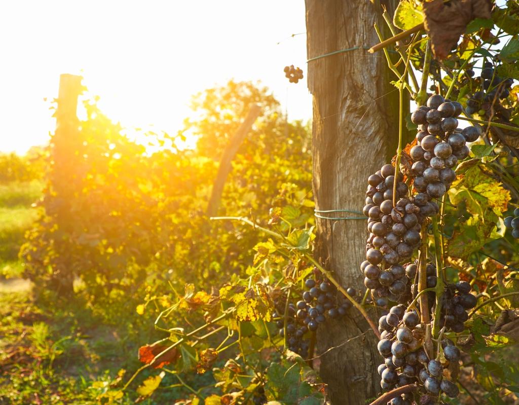 Zidentyfikowane problemy Posiadanie dobrej organizacji pracy w winnicy, wytwórni wina i magazynie, a także dbałość o szczegóły w produkcji wina, gwarantuje bezpieczeństwo i dobrą jakość produktu.