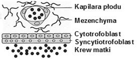 ściany naczyń endometrium krew matki wylewa się do przestrzeni