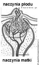 zagłębienia endometrium otoczone przez kosmówkę (areole), tworzące