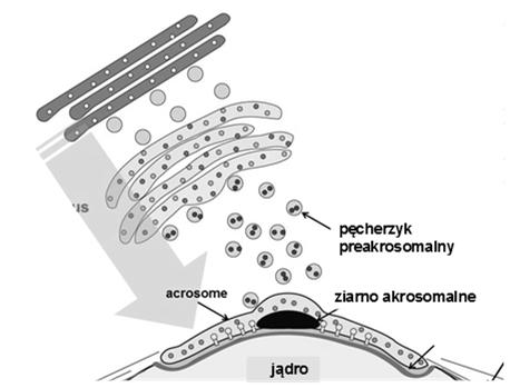 mitochondrialnego utworzenie wyspecjalizowanych obszarów błony komórkowej usunięcie zbędnej cytoplazmy (ciałko resztkowe, kropla