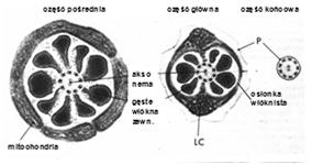 pośrednia (wstawka): aksonema, 9 gęstych włókien zewn., mankiet mitochondrialny - część główna: aksonema, 7 gęstych włókien zewn.