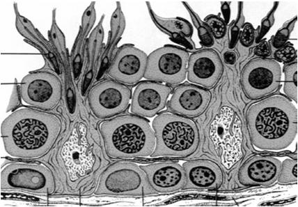 siateczka gładka i szorstka, Golgi cytoszkielet nieliczne