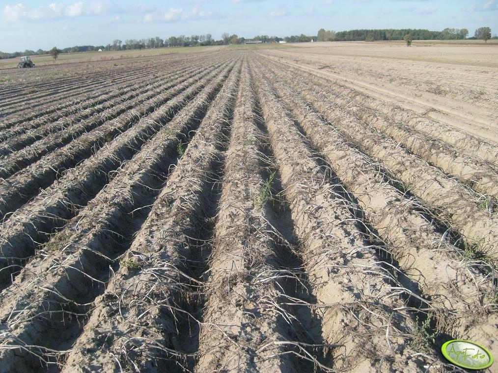 https://www. fot. AgroFoto.pl, użytkownik: przemol87 Desykacja ziemniaka poprzedza i ułatwia jego zbiór, który jest trudnym i pracochłonnym zabiegiem agrotechnicznym.