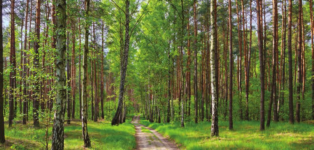 prywatne podmioty doradcze; Państwowe Gospodarstwo Leśne Lasy Państwowe; konsorcja tworzone przez wyżej wymienione podmioty Poddziałanie: Wsparcie dla szkolenia doradców Zakres: organizacja i