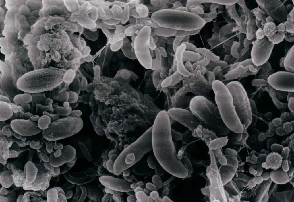1 ml płynu żwaczowego to: protozoa stanowią do 50% biomasy 10 10