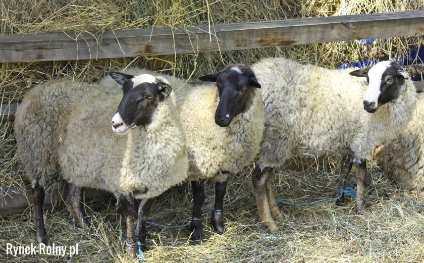 Zadanie 11. Przedstawione na ilustracji owce rasy romanowskiej należą do ras typu mięsnego. mlecznego. wełnistego. kożuchowego. Zadanie 12.