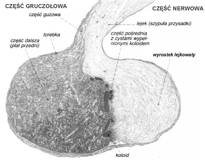 zawiera komórki neurosekretoryczne, które