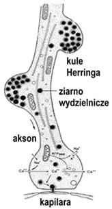 aksonalnym na teren przysadki.