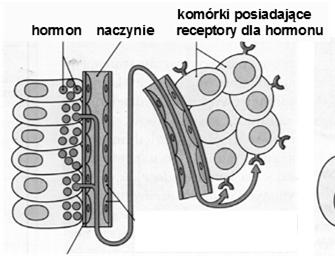 adrenalina) - hormony tarczycy (T3 i T4)