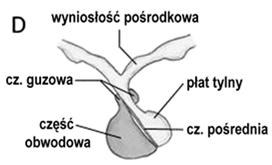 Przysadka mózgowa - powstaje z dwóch odrębnych