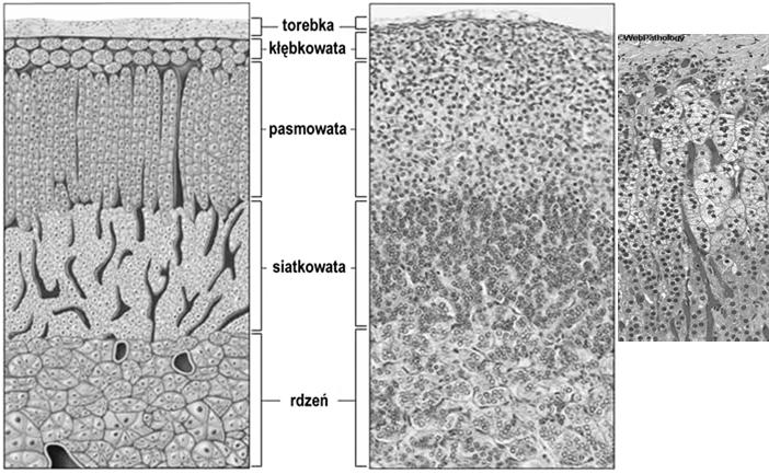 steroidowe (komórki steroidogenne) mają podobne