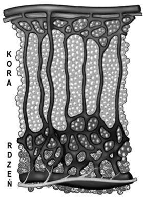 Naczynia włosowate kory i rdzenia nadnerczy