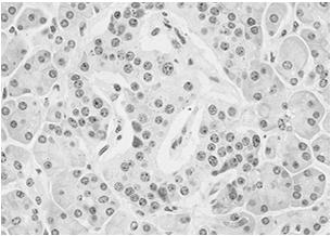 obwodowa glukagon Beta (B) 55-80 centralna