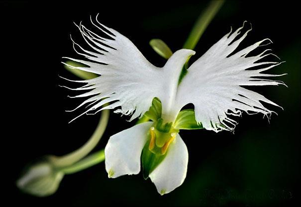 Katedra Taksonomii Roślin i Ochrony Przyrody PRACOWNIA TAKSONOMII ROŚLIN badania przedstawicieli storczykowatych (Orchidaceae)