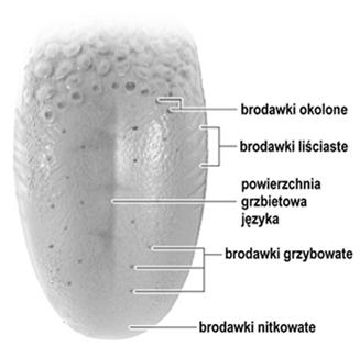 więzadłowy zęba: grube pęczki włókien kolagenowych łączące cement z
