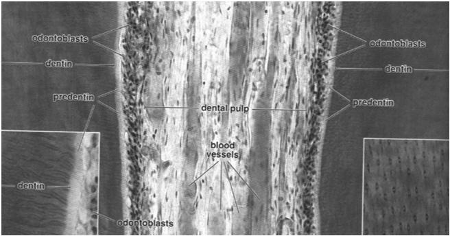 odontoblastów na granicy z zębiną naczynia krwionośne włókna nerwowe