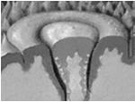 powierzchnie kubków smakowych otworek smakowy Komórki kubka smakowego komórki podstawne