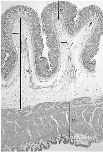 mucosae o układzie podłużnym gruczoły śluzowe (gr. właściwe) w bł.