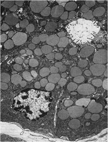 komórek: komórki niezróżnicowane/macierzyste (cieśń) komórki śluzowe