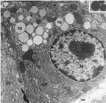 licznymi mikrokosmkami bardzo liczne mitochondria produkują enzymy