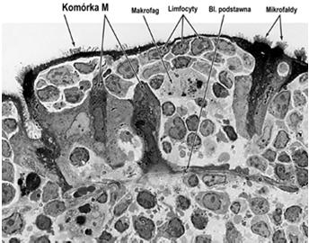 mikrofałdy na powierzchni szczytowej pochłaniają obce antygeny