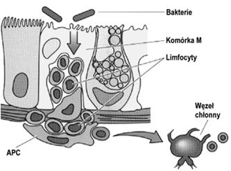 limfoidalnej w ten sposób monitorują antygenowy skład