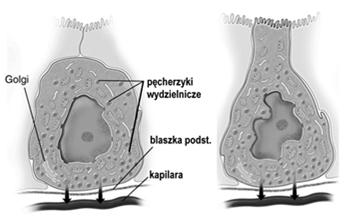 Komórki dokrewne cewy pokarmowej (enteroendokrynowe) należą do systemu komórek DNES (APUD) zlokalizowane w nabłonku gruczołów, krypt i (rzadziej) w nabłonku powierzchniowym mogą być otwarte lub