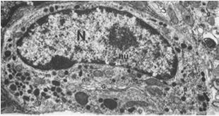 zawartość ziaren do strony podstawnej otwarta Komórki dokrewne cewy pokarmowej (przykłady) Nazwa Wydzielany hormon Działanie D somatostatyna hamuje wydzielanie innych komórek dokrewnych E grelina