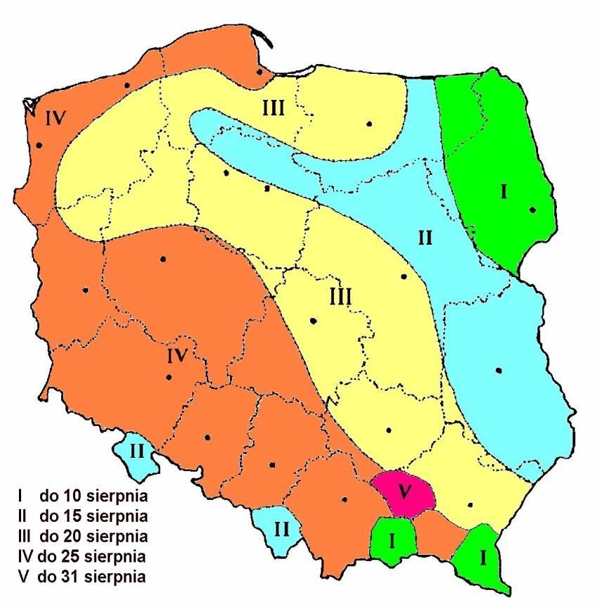 Przestrzeganie terminów siewu przez rolników podlaskich w sezonie 2015/2016 r. (dane PODR w Szepietowie) Agrotechniczny terminu siewu: (wg J.