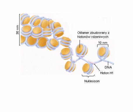 Badanie dynamiki białek jądrowych w żywych komórkach metodą mikroskopii konfokalnej Wysokorzędowe struktury chromatyny W jądrze interfazowym wyróżnia się dwie formy strukturalne chromatyny: