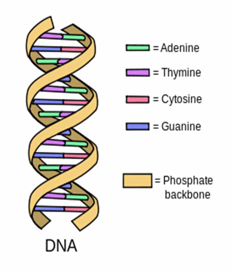 11 DNA kwas deoksybonukleinowy nośnik informacji genetycznej w organizmie W każdej komórce człowieka: 46 chromosomów 2 metry DNA 3 bilionypar zasaddna (SNP -single nucleotide polymorpfism) około 30