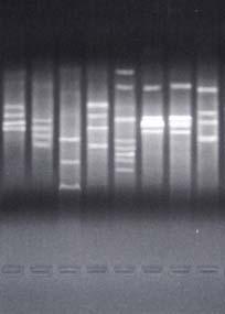 Lolium temulentum 6. Lolium multiflorum 7. Lolium perenne 8.