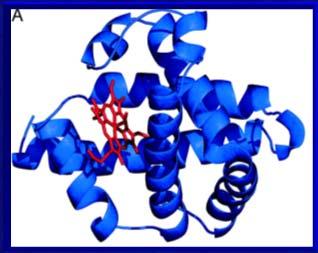 Geny Eukariota: rodziny genów Rodzina genów globinowych u kręgowców obejmuje globularne białka zawierające hem i uczestniczące w przenoszeniu tlenu. HBA1 HBA2 (chr.16) HBB (chr. 11) MB (chr.