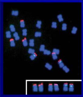4. Geny Eukariota: liczba kopii Liczba kopii genów rdna jest zmienna u różnych gatunków. Geny rdna zlokalizowane są w organizatorach jąderkotwórczych (NOR).