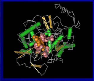 3. Geny Prokariota: M. tuberculosis, rpob Gen rpob koduje podjednostkę β polimerazy RNA u bakterii. Homolog tego genu występuje w chloroplastach i odpowiada za biogenezę.