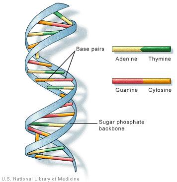 Modele w bioinformatyce 9 Kolejno wprowadzimy