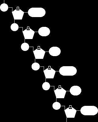 sekwencje biologiczne: DNA 11 cegiełka (3) (5)