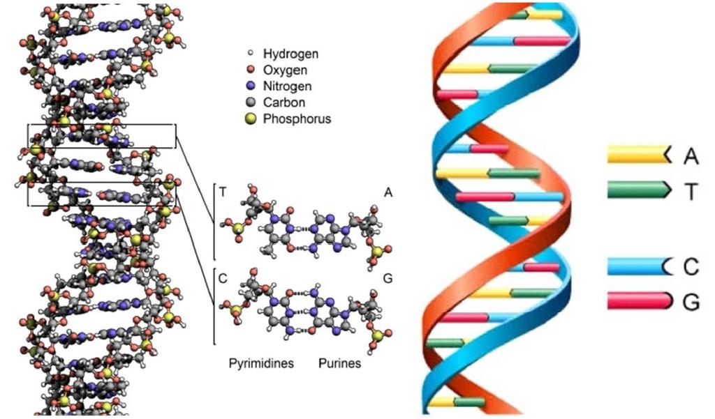 Schematyczna struktura DNA: tutaj szkielet