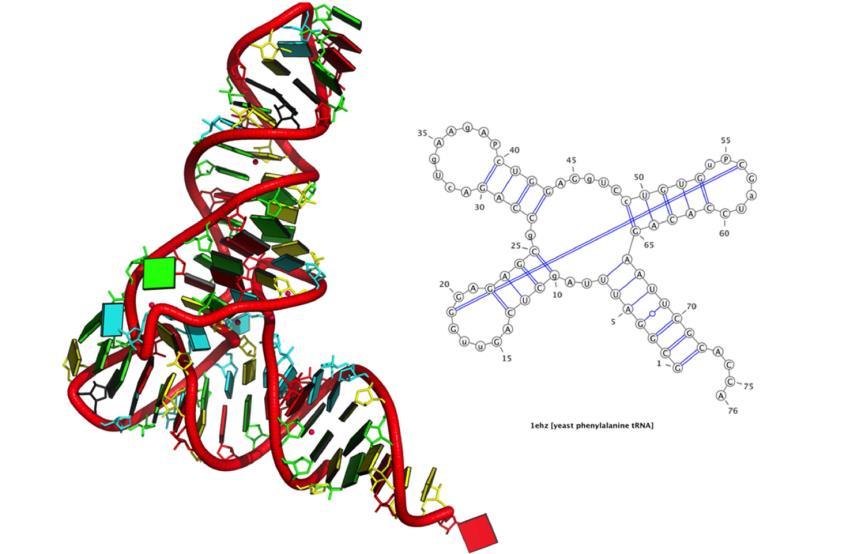 sekwencje biologiczne: RNA 13 Molekuła trna z drożdży Saccharomyces cerevisiae. Struktura semantyczna 3D. Czerwona linia to cukrowo-fosfatowy szkielet.