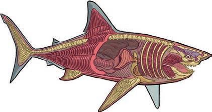 Tytuł oryginału Science Comics: Sharks.