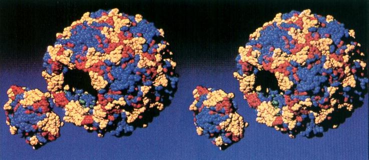Para stereo cząsteczki wirusa Polio
