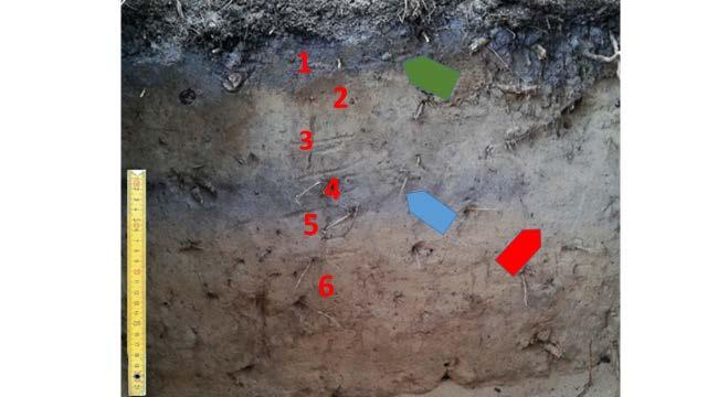 Strzałka czerwona pokazuje miejsce przekopania starszego poziomu glebowego i zapełnienia powstałego zagłębienia przez młodszą glebę bielicową. Cyferki miejsca pobrania prób do badań.